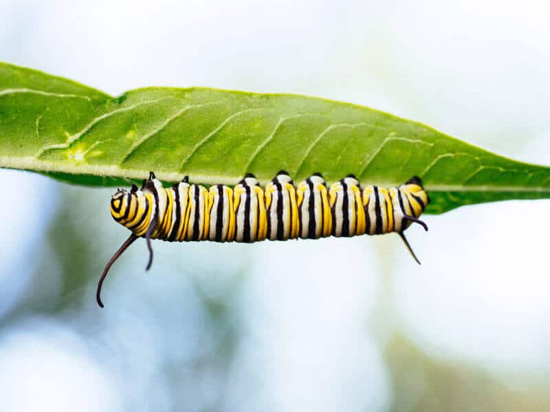 Monarch caterpillar