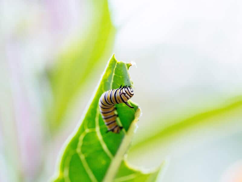 Monarch caterpillar eating milkweed