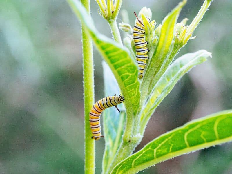Monarch larvae