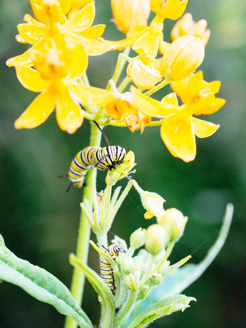 Monarch larvae on butterflyweed