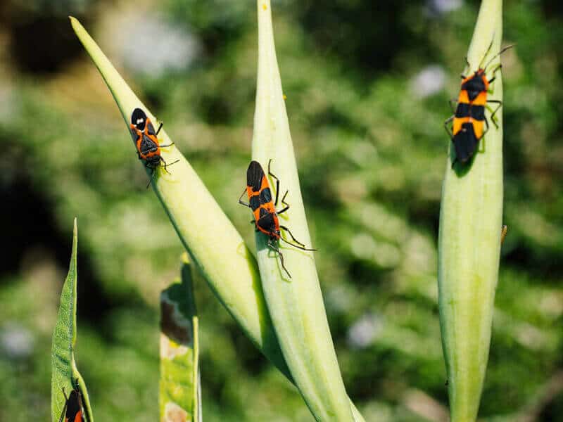 Milkweed bugs