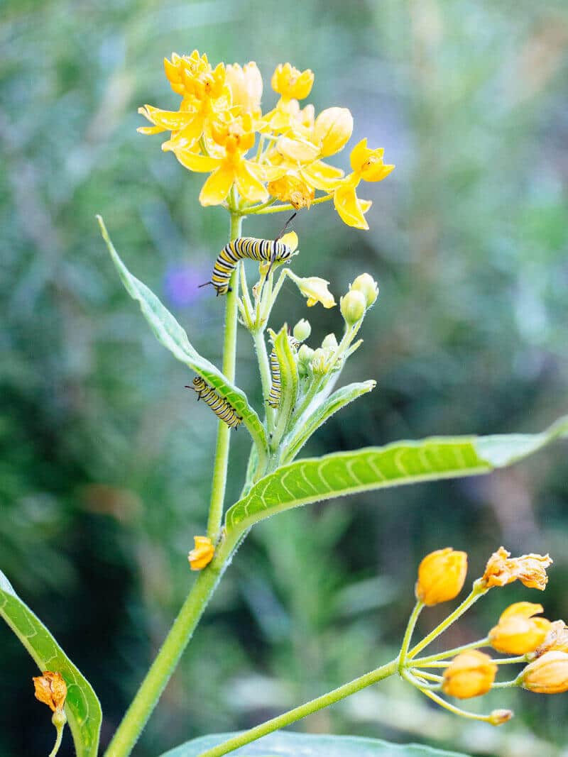Hungry monarch caterpillars