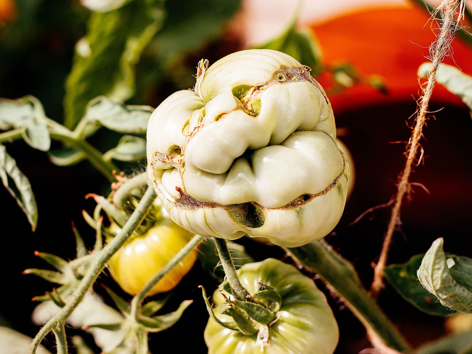 Close-up of an immature green tomato on a vine with severe catfacing