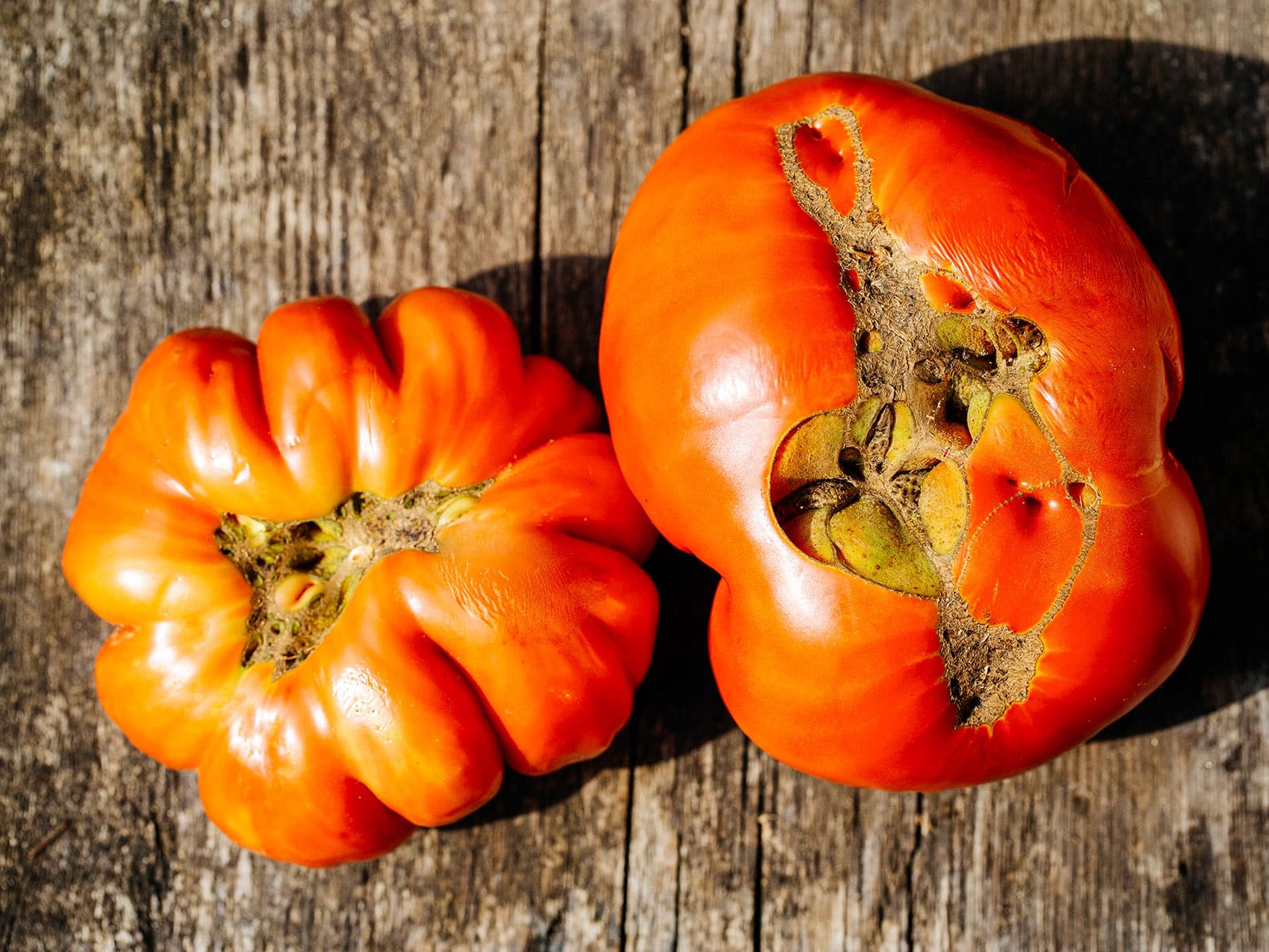 Two large red tomatoes on a wooden surface with catfacing on the blossom end of the fruit