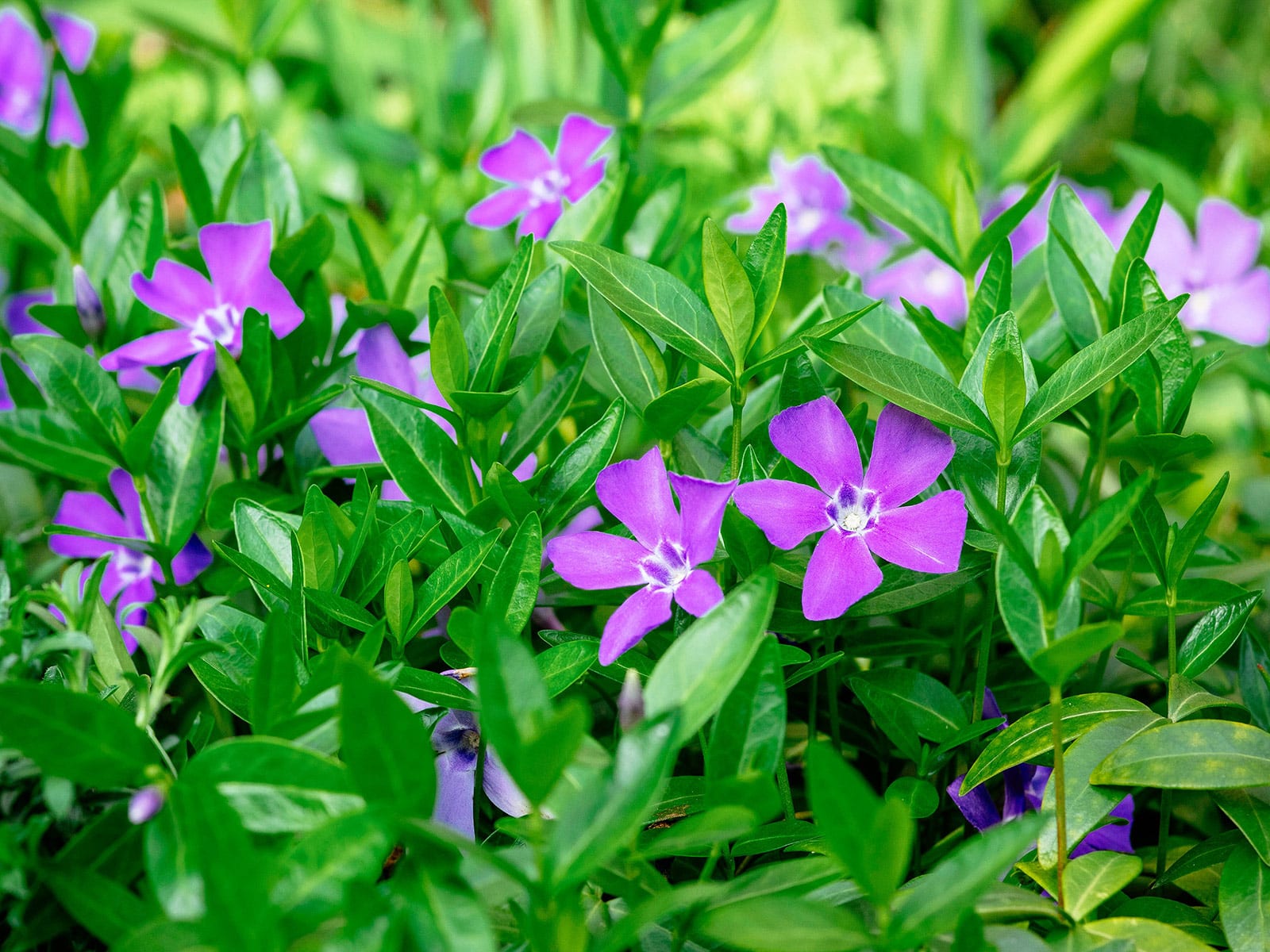 Dwarf periwinkle in bloom with purple flowers
